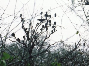 Vultures in a Tree, Texas, 2008