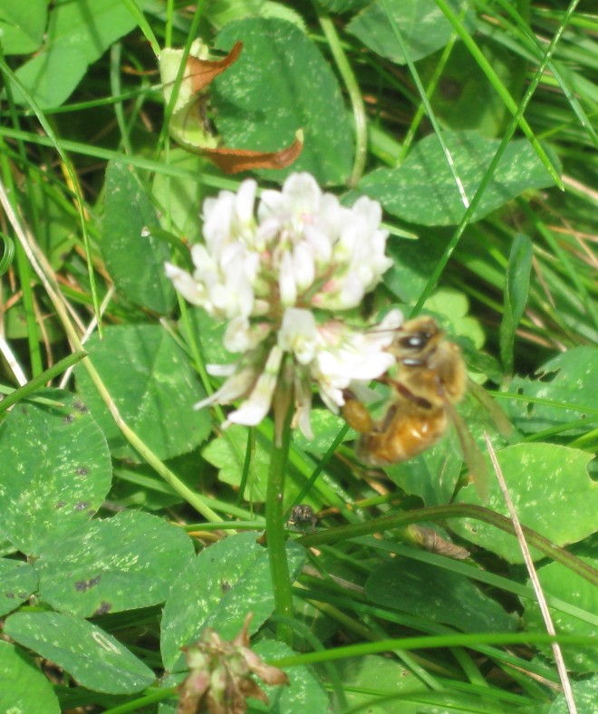 Honeybee in White Clover
